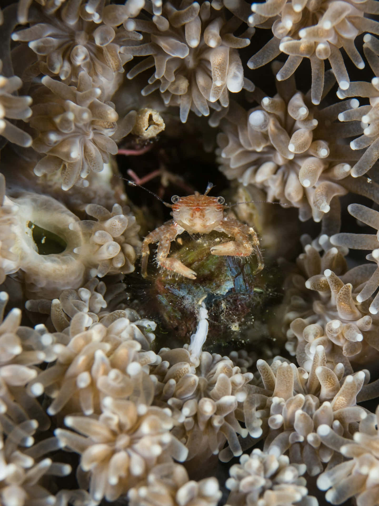 Crabe Caché Dans Le Récif Corallien Fond d'écran