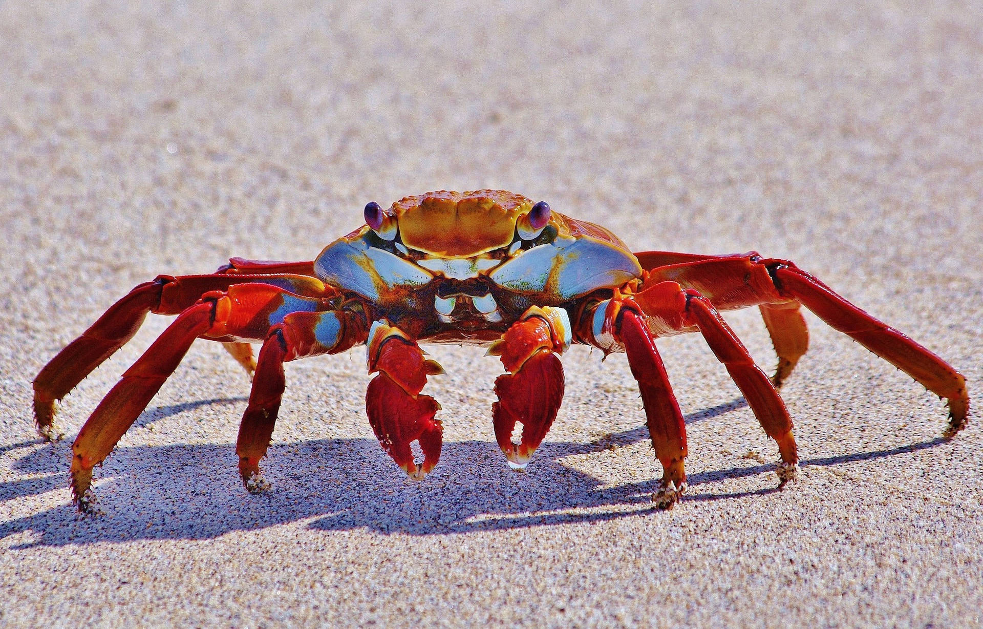 Crab In Beach Wallpaper