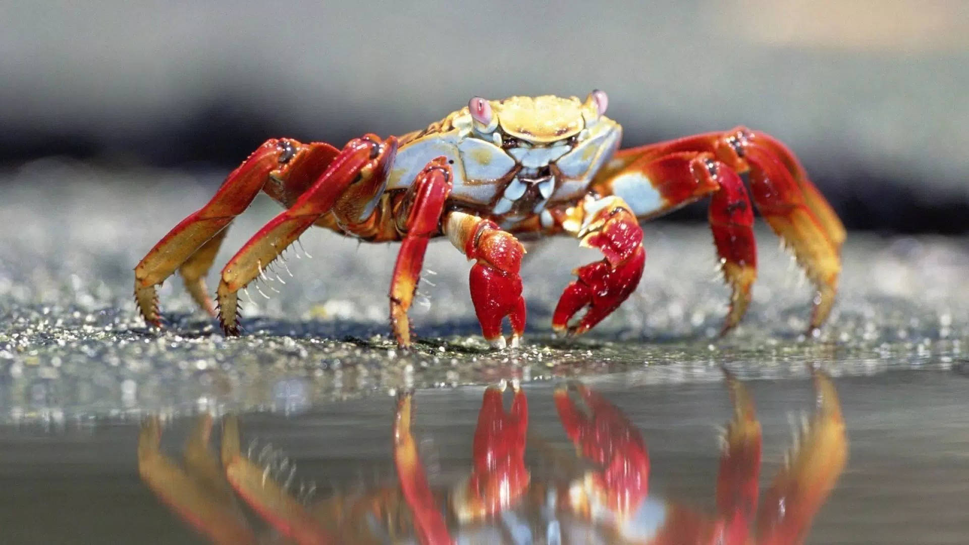 Crab In Pond Wallpaper