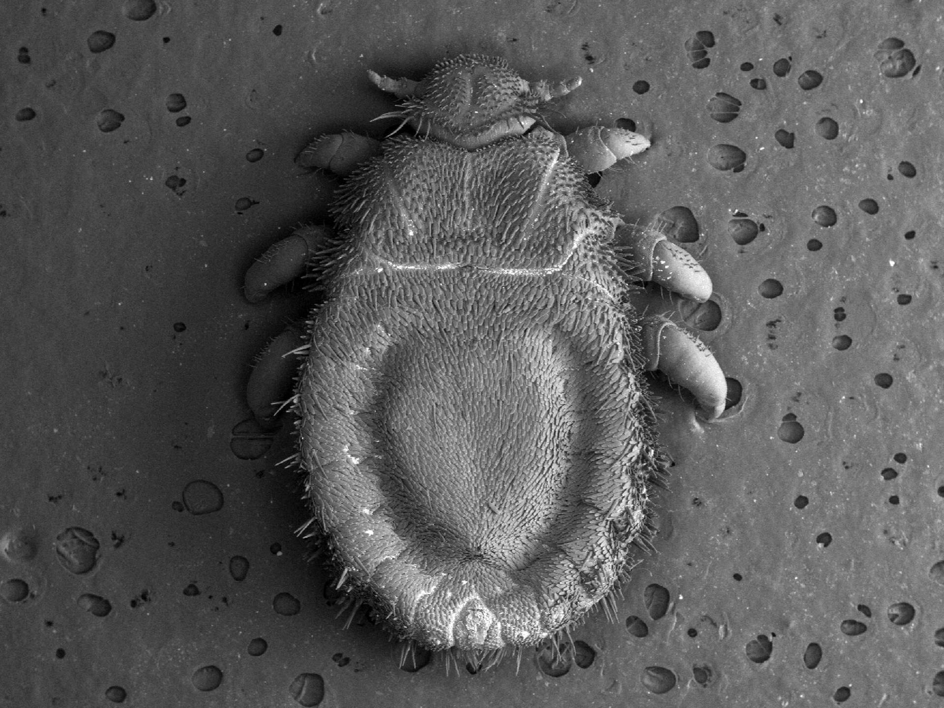 Crab Louse In Grayscale Wallpaper