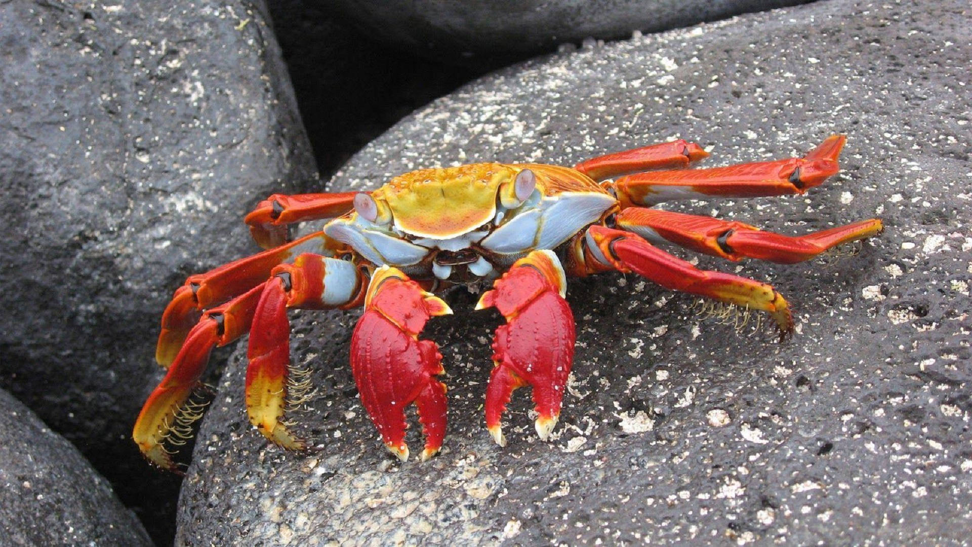 Crab On A Stone Wallpaper