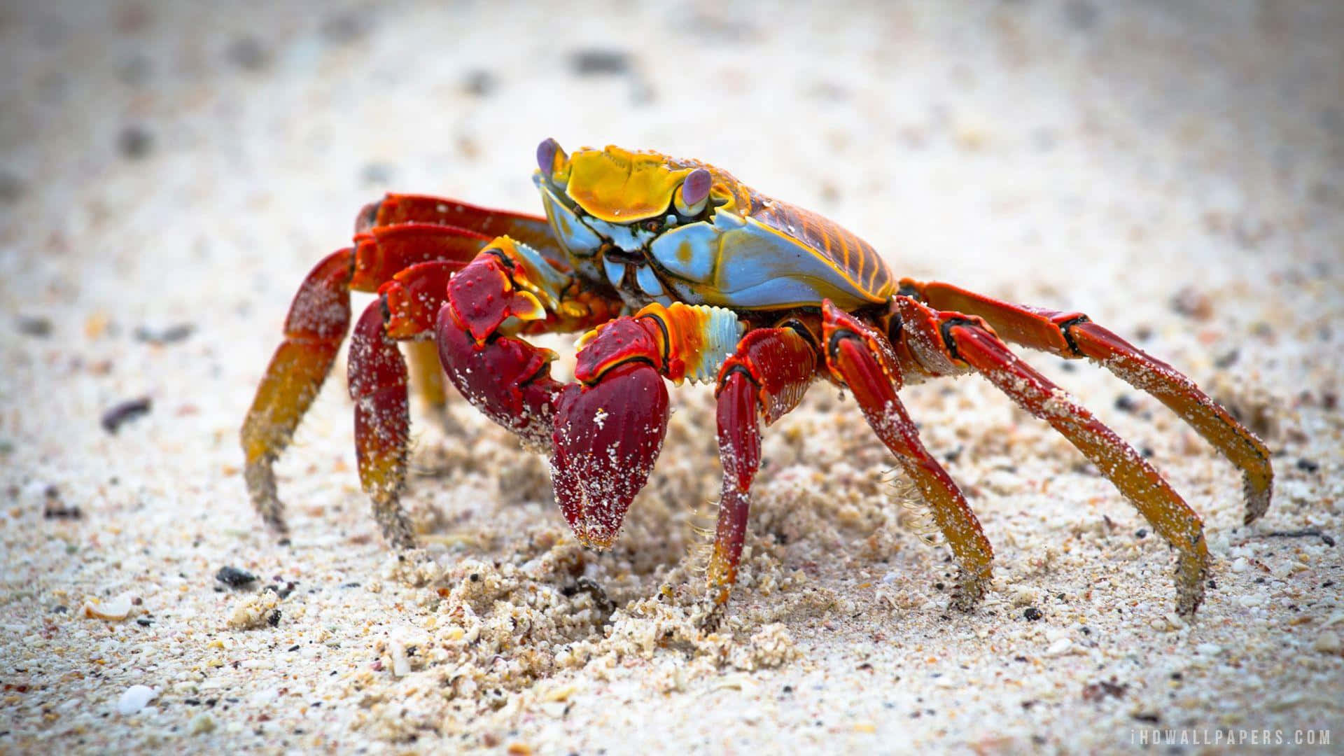 Enfarverig Krabbe, Der Går På Sandet.