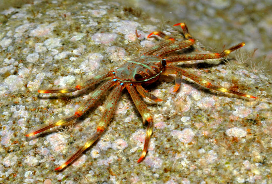 A Crab With Orange And Yellow Legs On A Rock