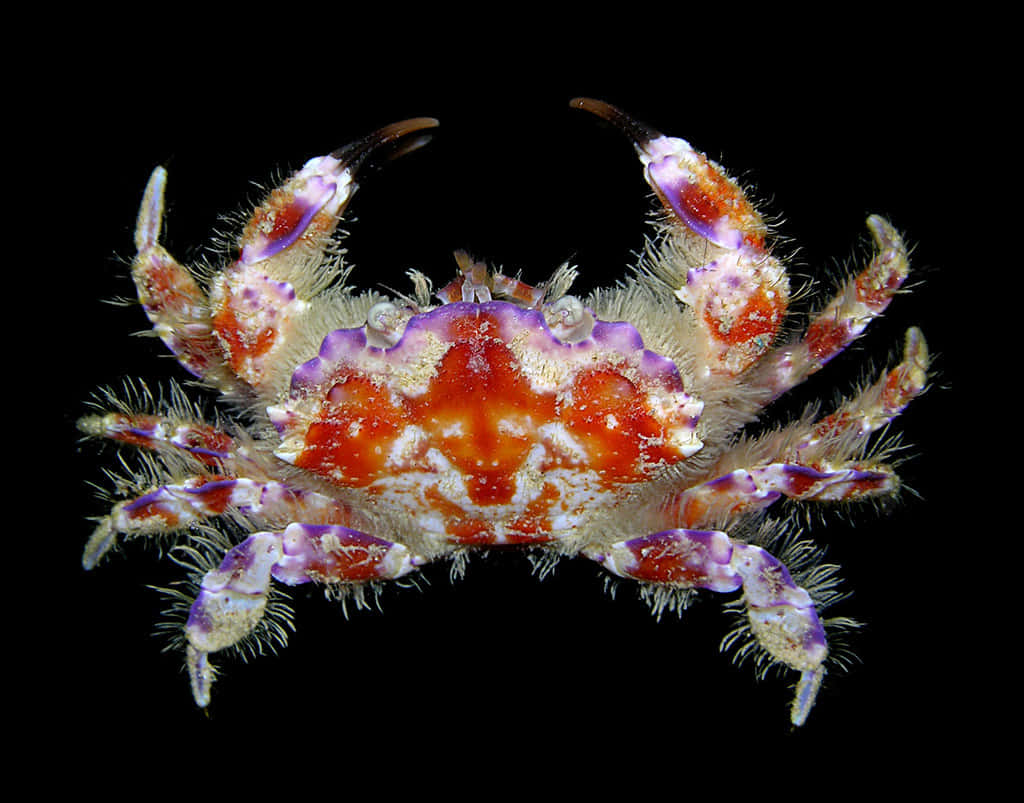A closeup of a vibrant red crab.