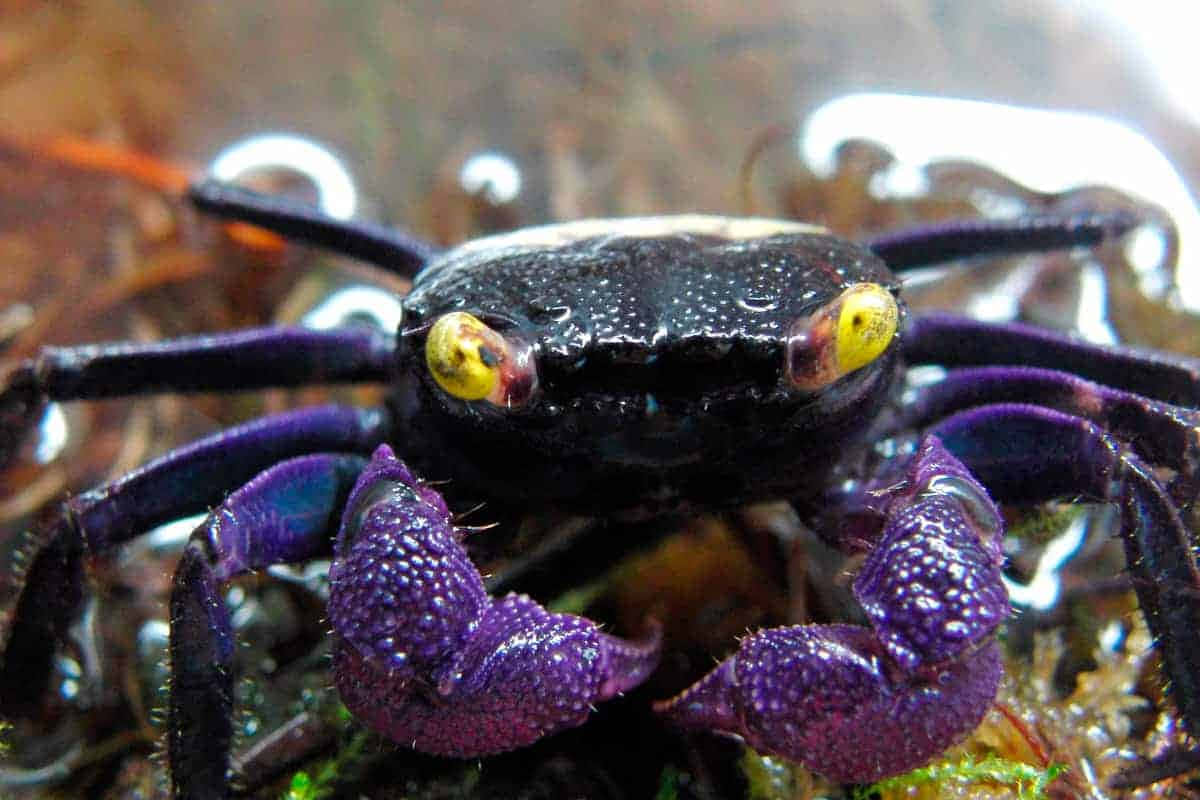 A Purple Crab With Yellow Eyes Sitting On Top Of Moss