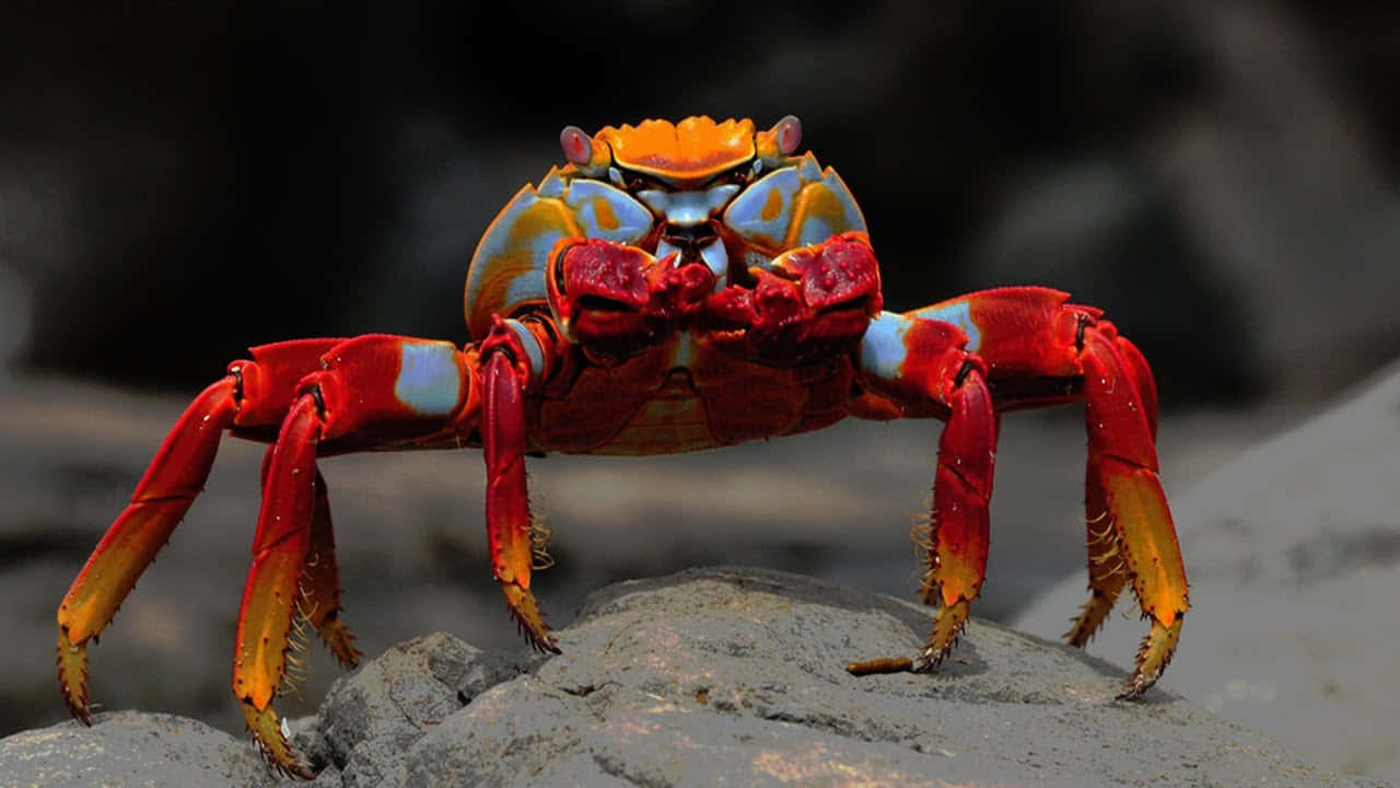 "An up-close look at the intricate details of a crab."