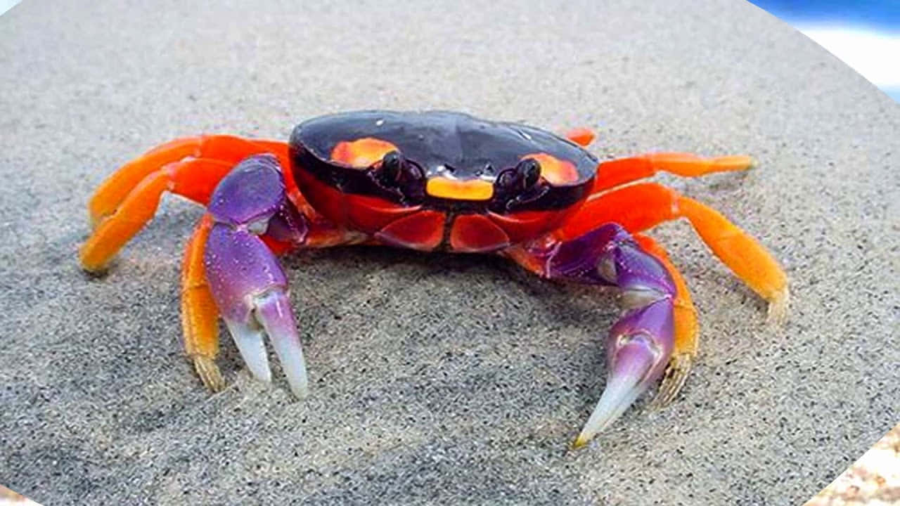 "This colorful crab can be found near the seaside."