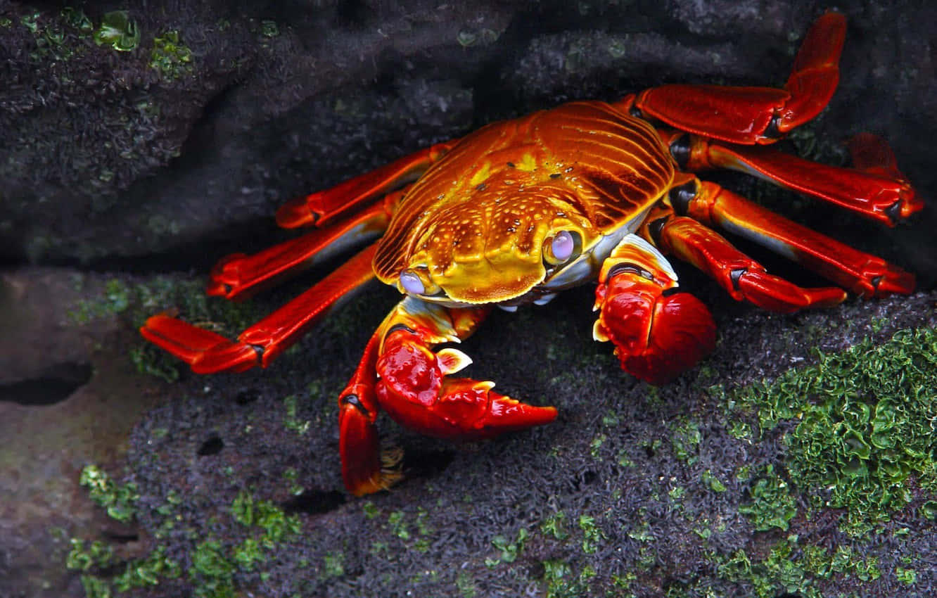 A colourful crab on a stunning beach.