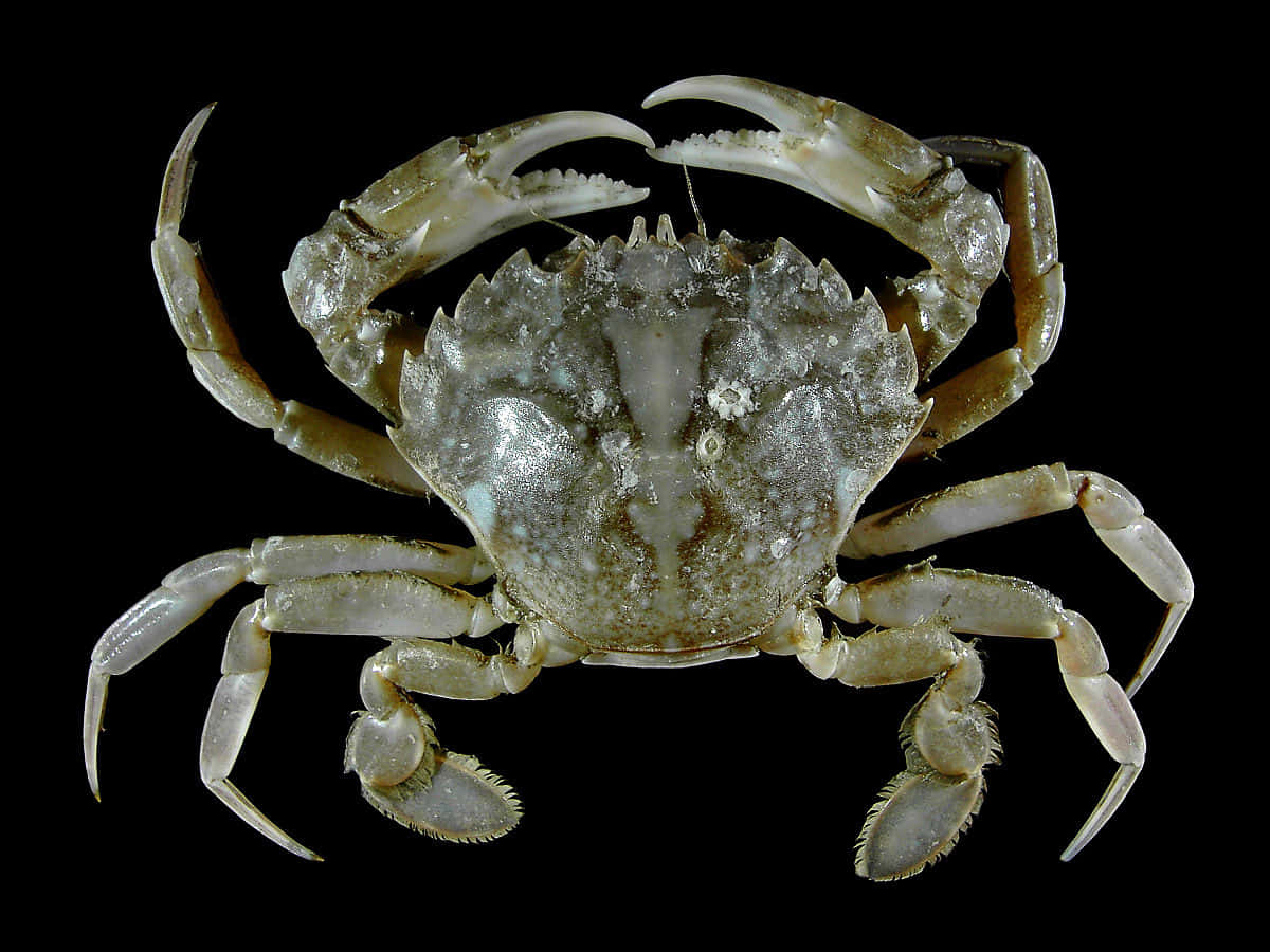 A closeup of a crab with its large claws glinting in the sun.