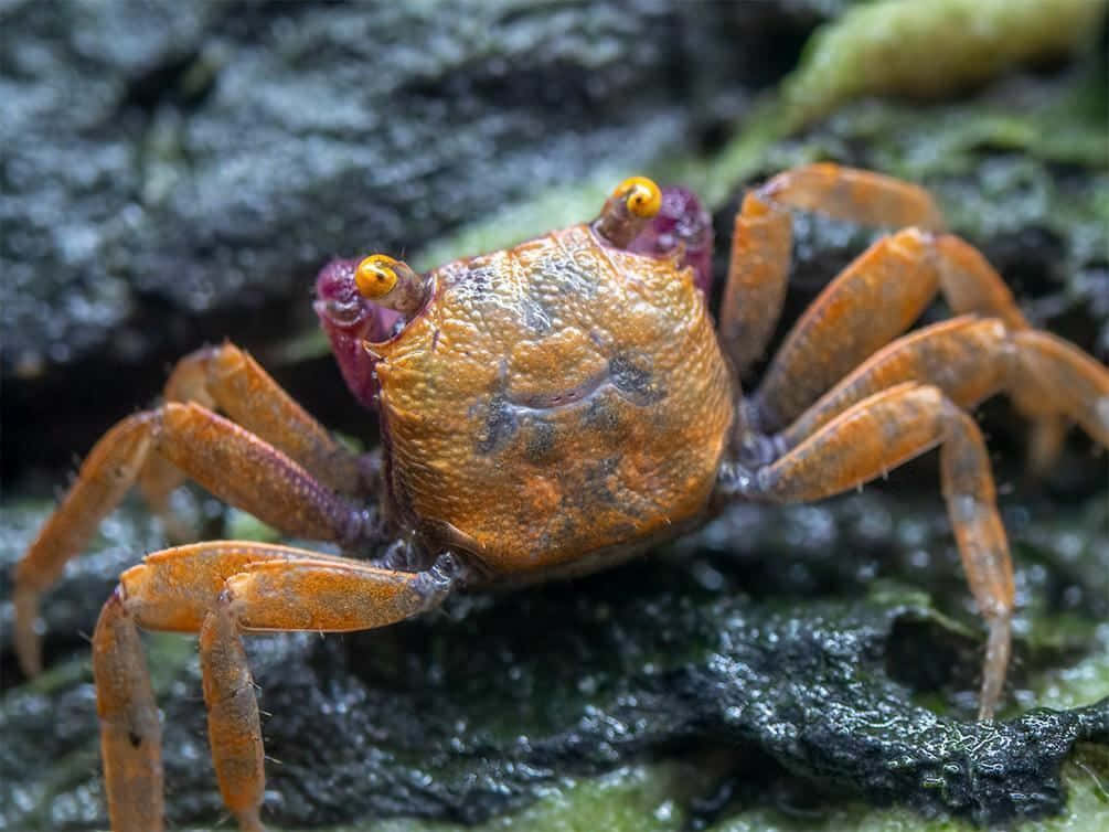 Image  Red Rock Crab Sitting On A Clam Shell