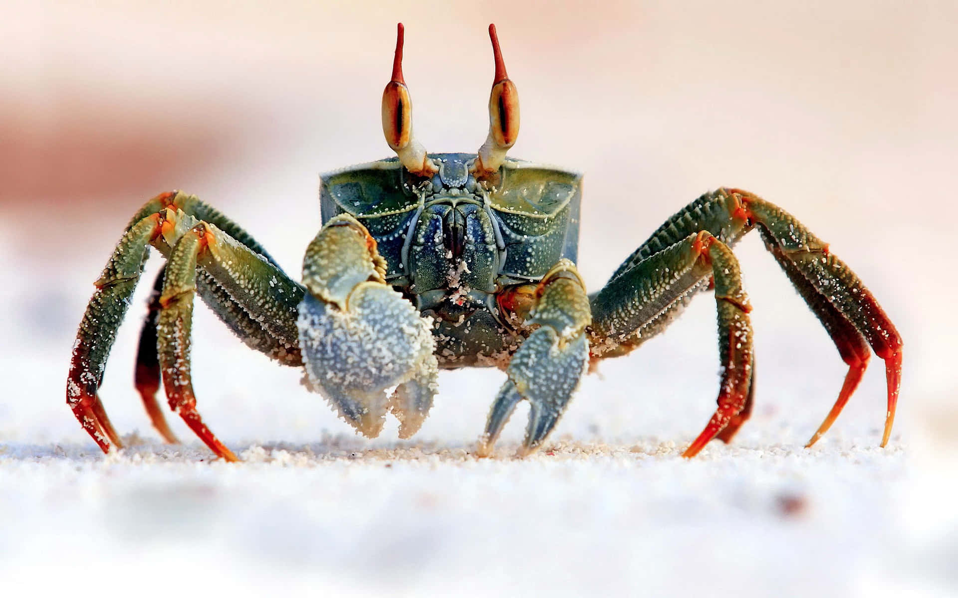 A Crab With Long Legs Walking On The Sand