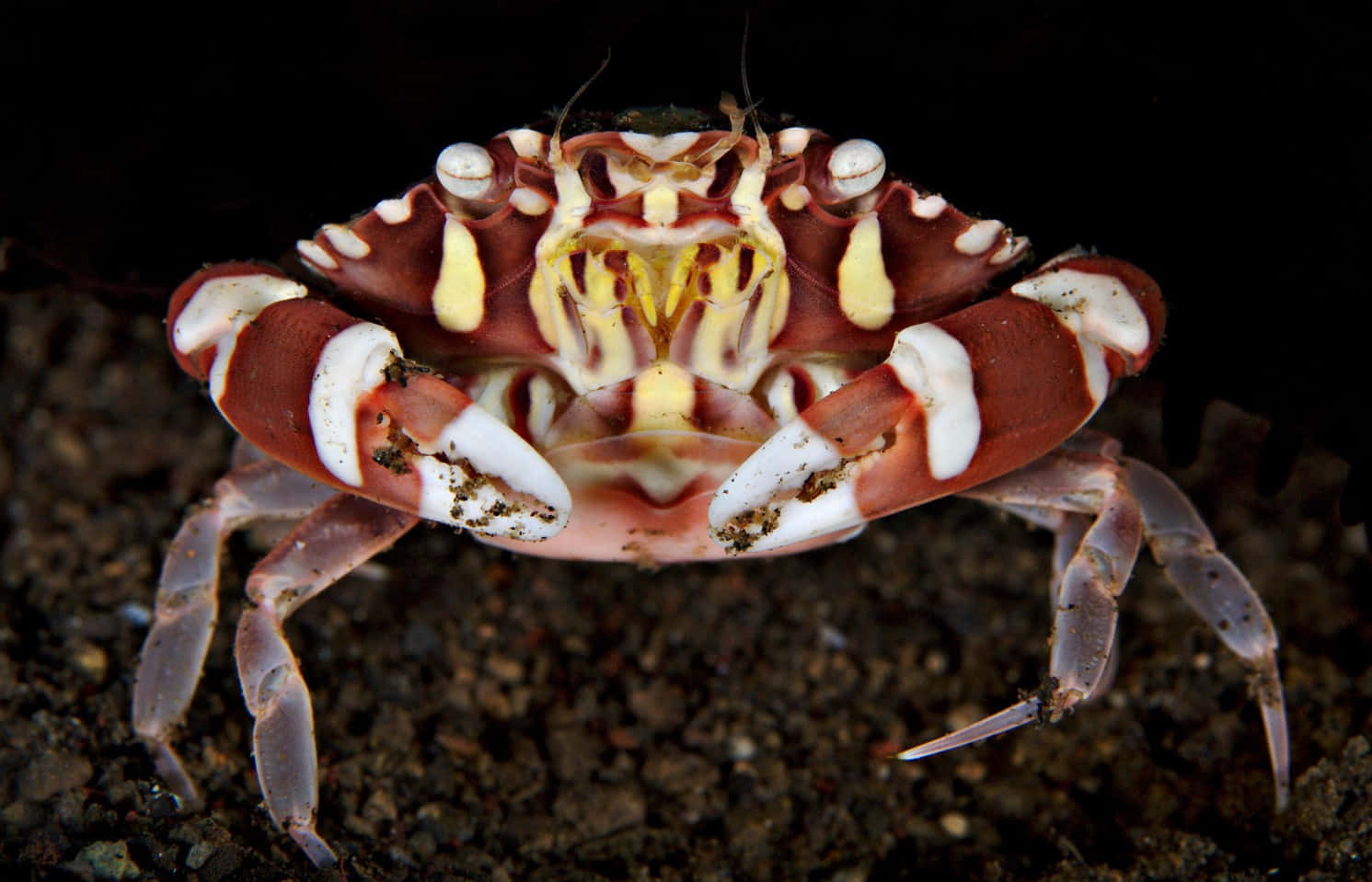 Image  A Crab on a Sandy Beach