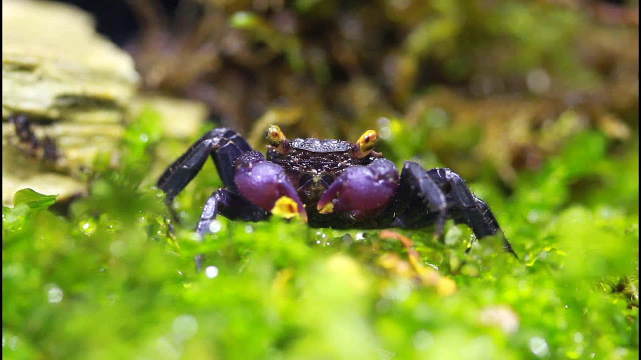 Colorful Crab Crawling Out of the Sand