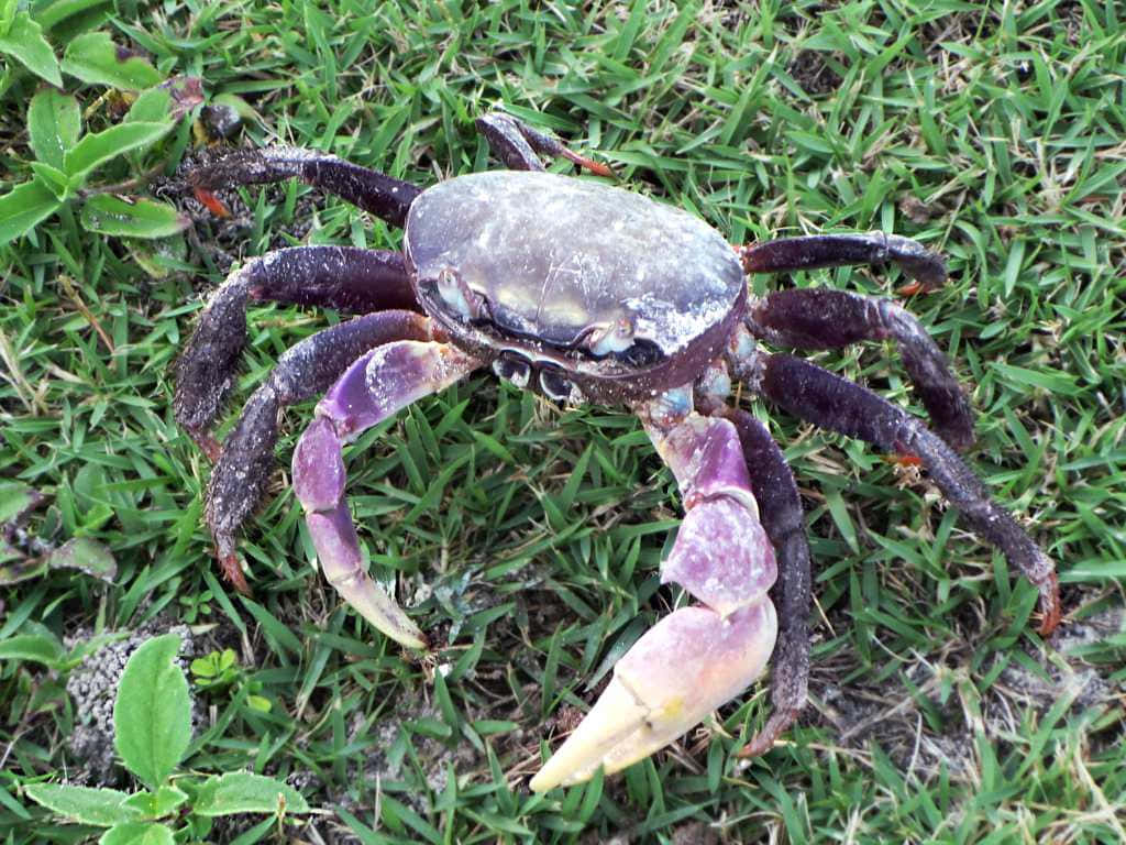 Spotted Crab