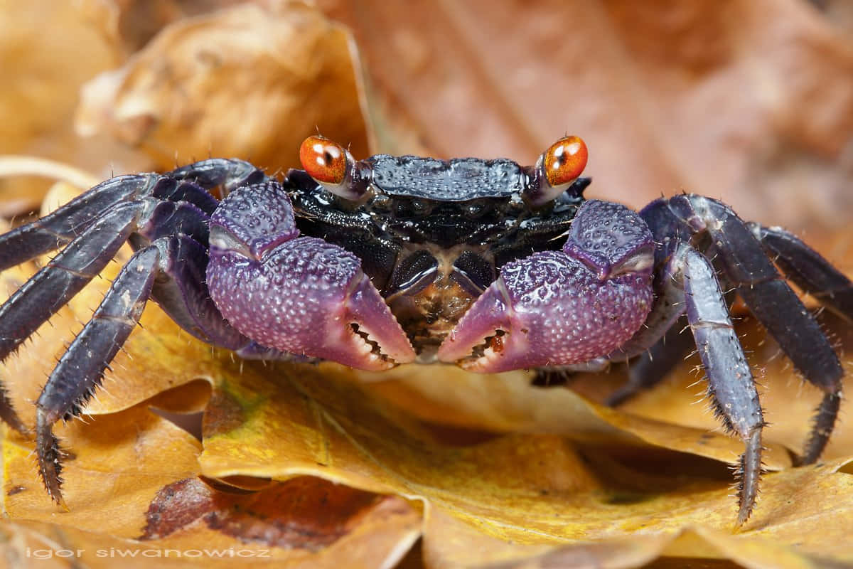 Eye-Catching Brighly Coloured Crabs