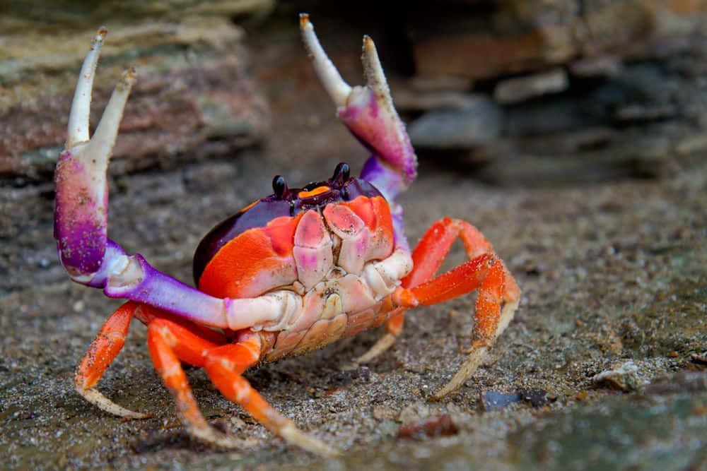 Colorful Crab Sitting on a Rock