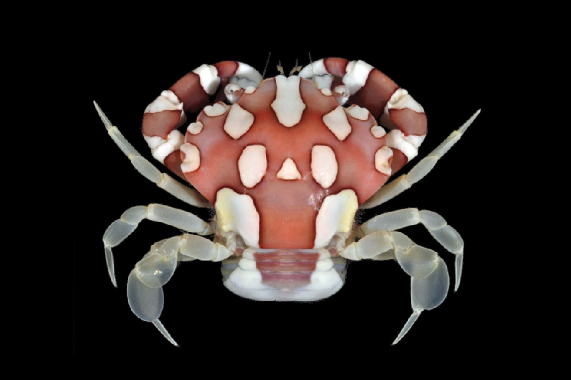 A Crab With Red And White Stripes On Its Body