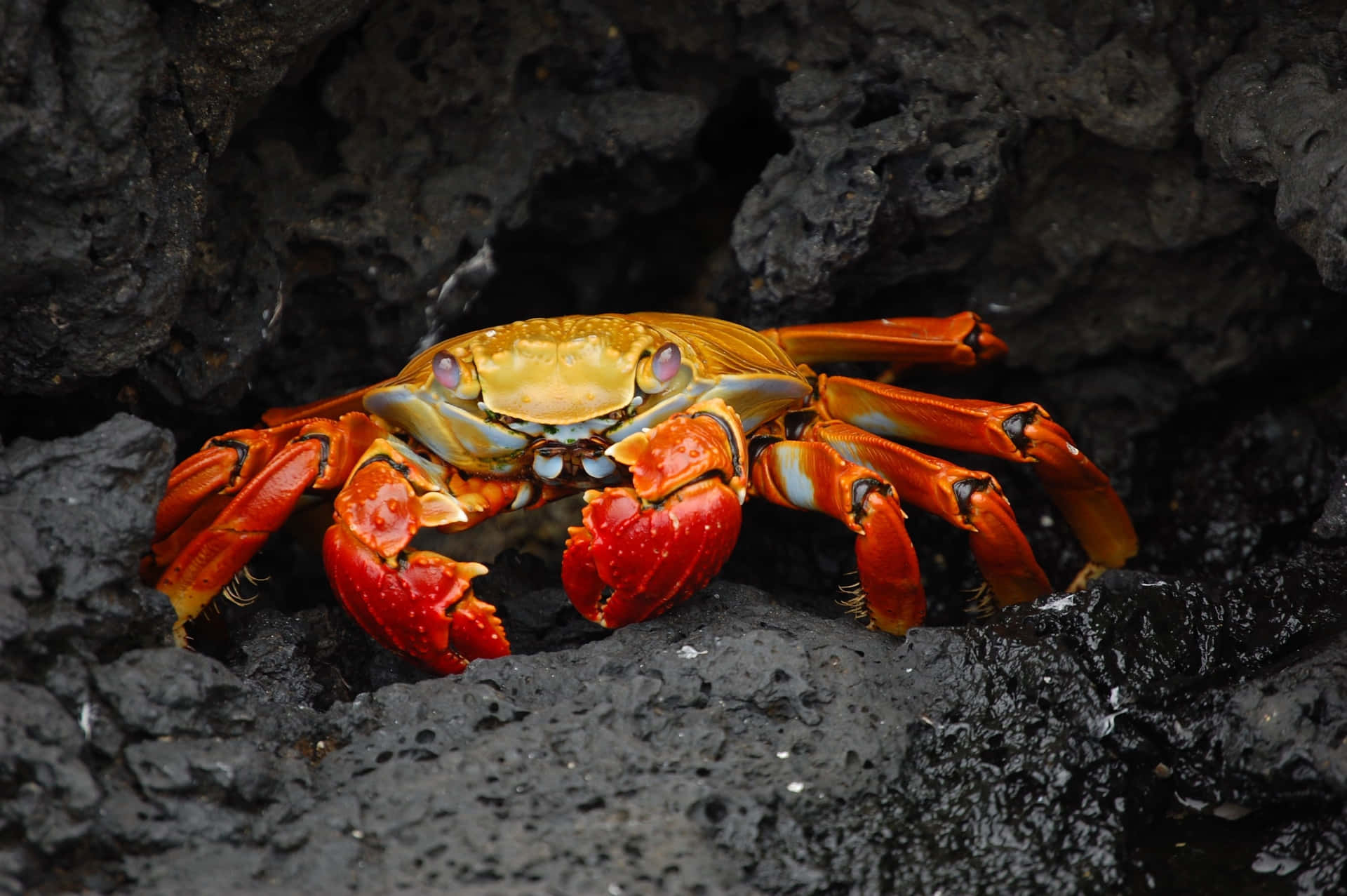 A vibrant, tropical Crab basks in the sun.