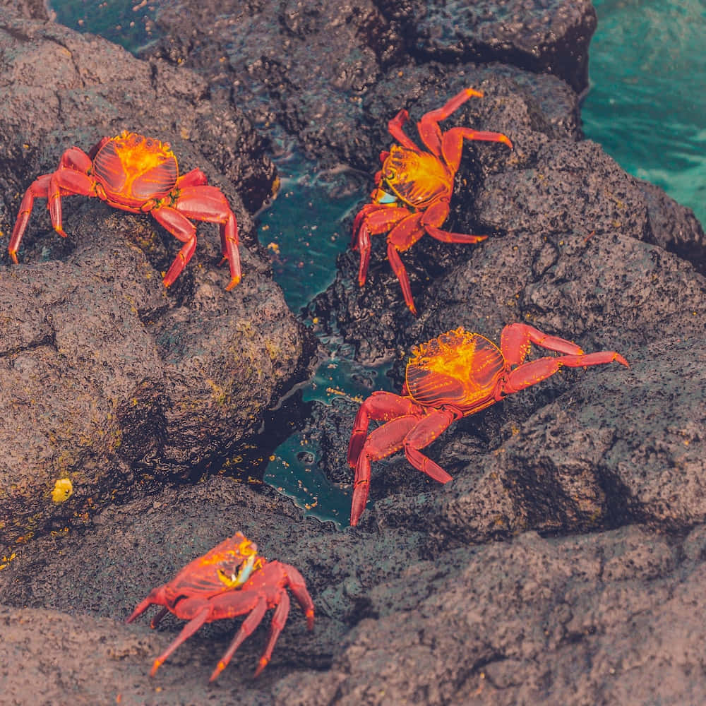 Bunteskrabbeln Eines Krabben Durch Die Brandung