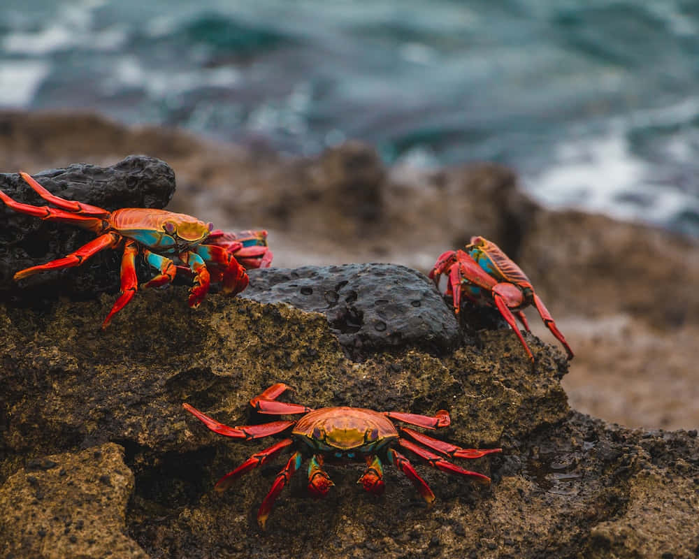 Three Crabs On A Rock Near The Ocean
