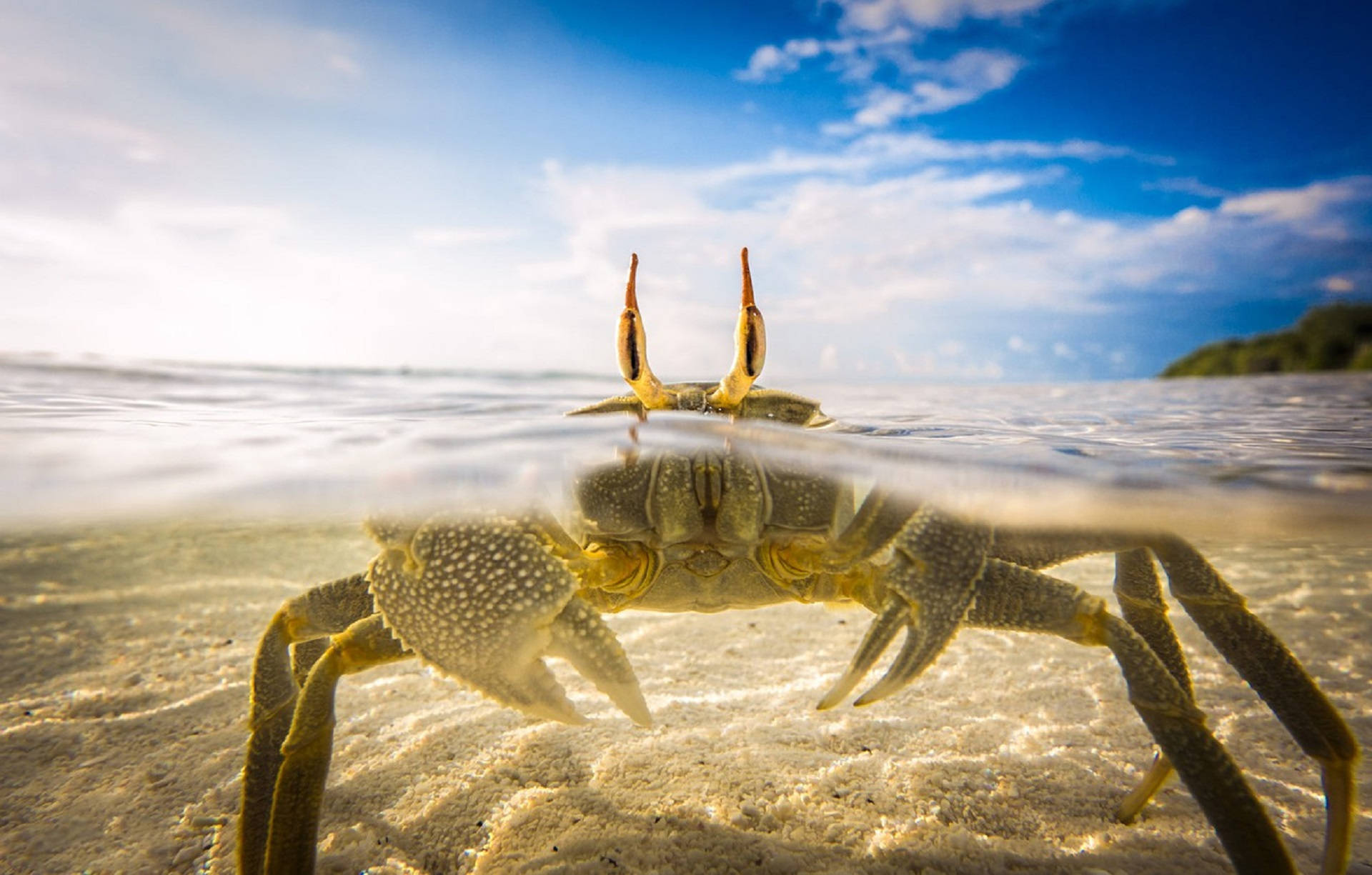 Crab Swimming In Beach Wallpaper