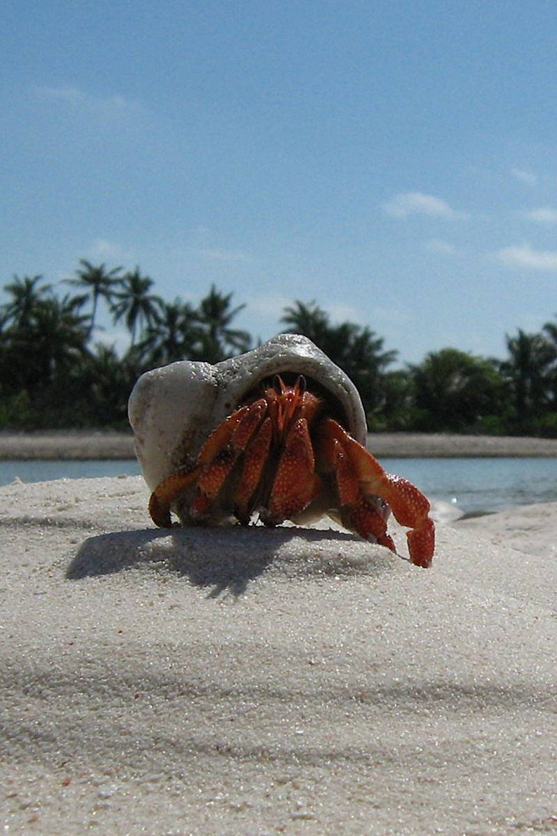 Caption: Pristine Crab on White Coastal Sands - Original iPhone 4 Wallpaper Wallpaper
