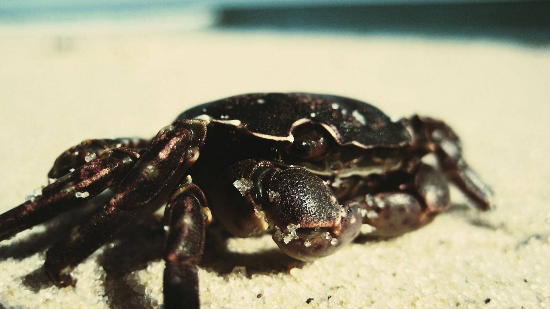 Crab With Black Shell Wallpaper