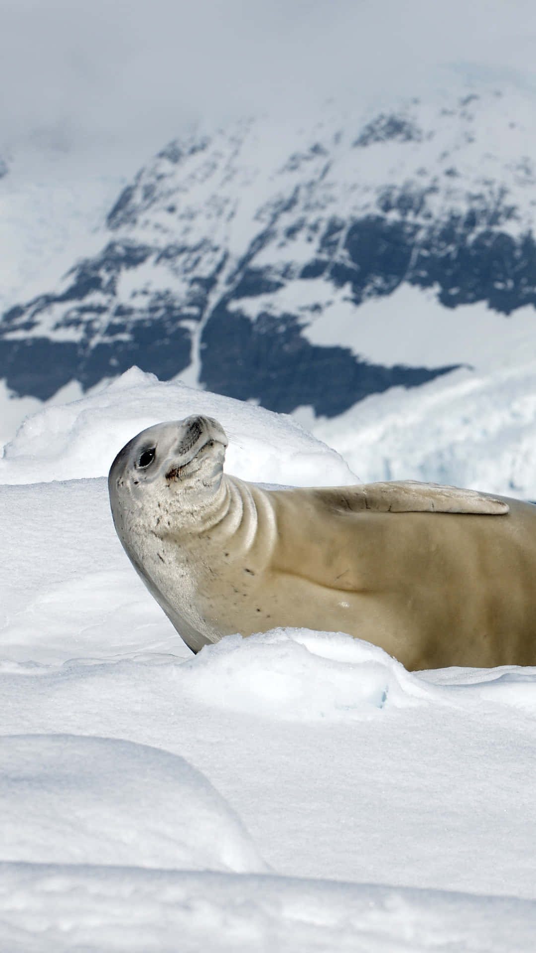 Crabeater Seal Antarctic Rest Wallpaper