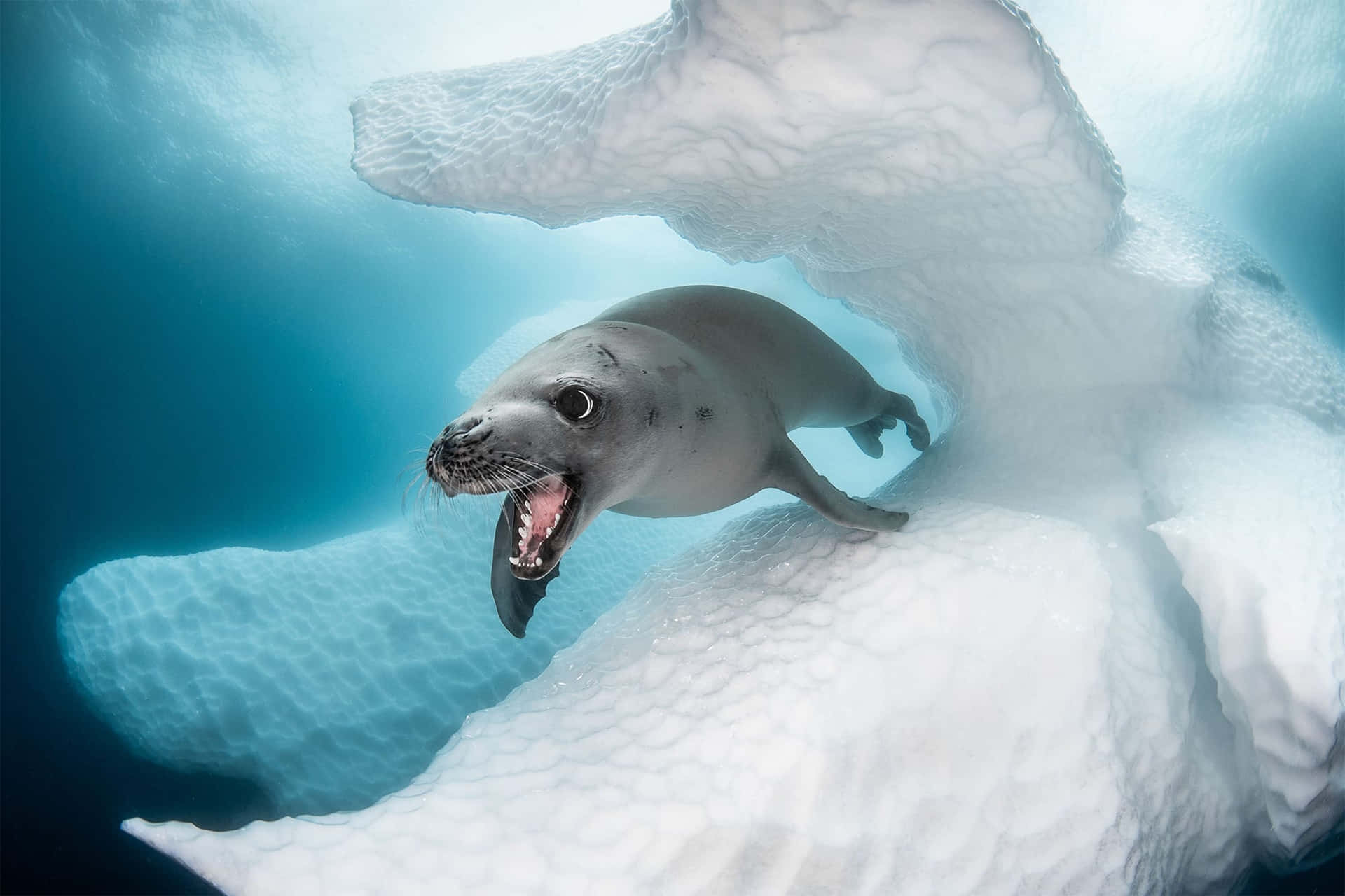 Crabeater Seal Iceberg Underwater Wallpaper