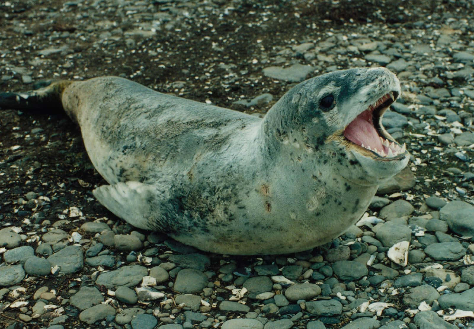 Crabeater Seal On Pebble Beach Wallpaper