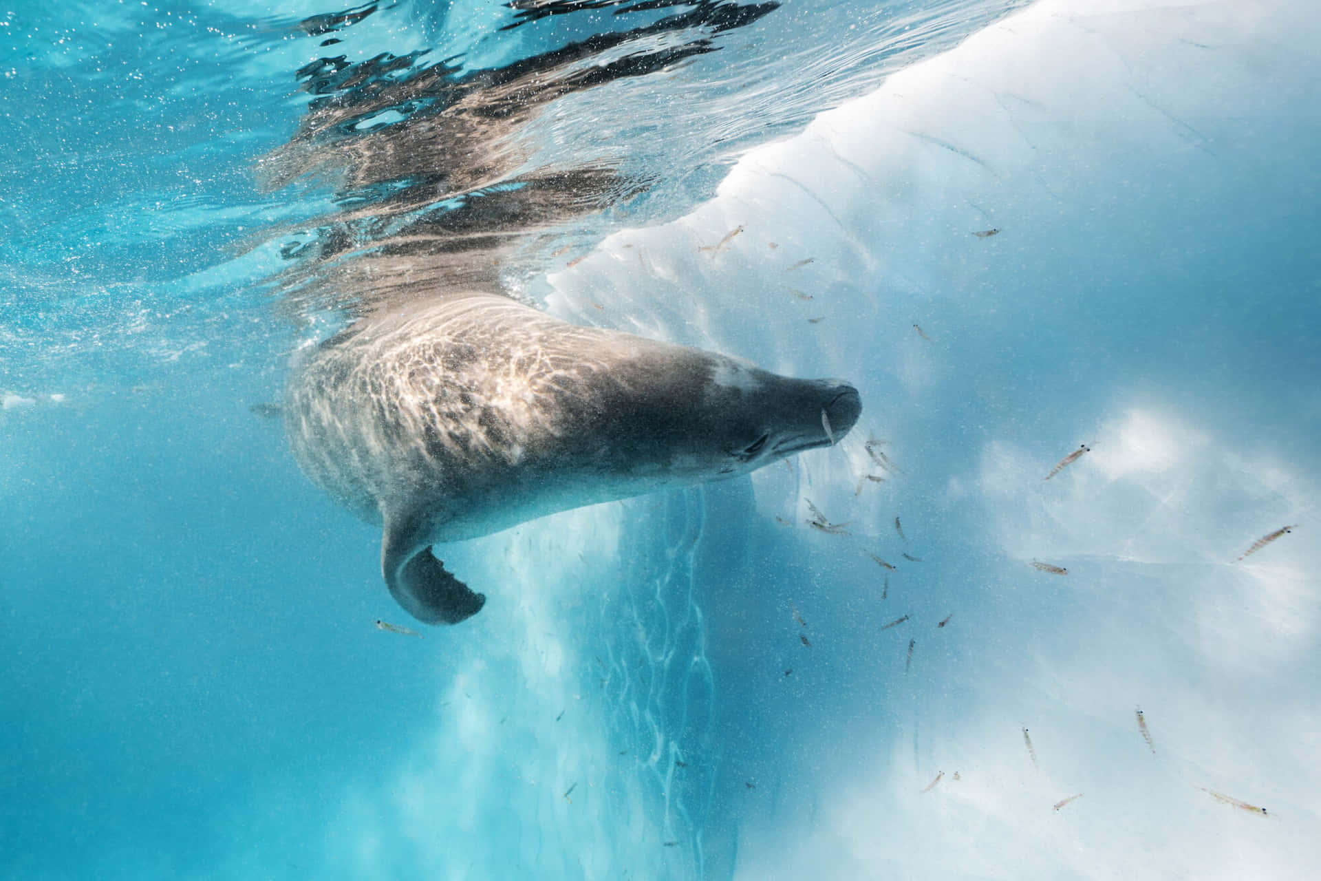 Crabeater Seal Under Iceberg Wallpaper
