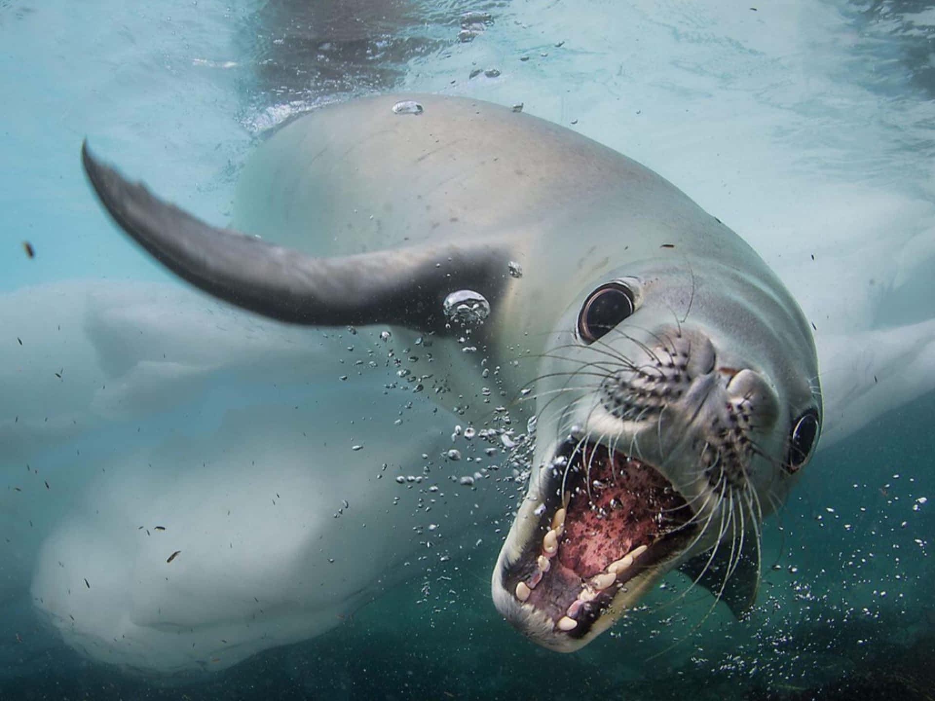Crabeater Seal Underwater Wallpaper