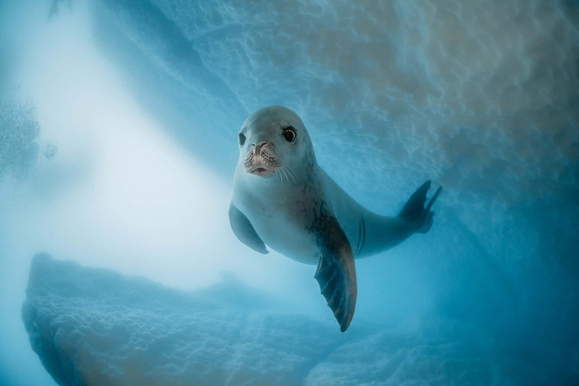 Crabeater Seal Underwater Iceberg View Wallpaper