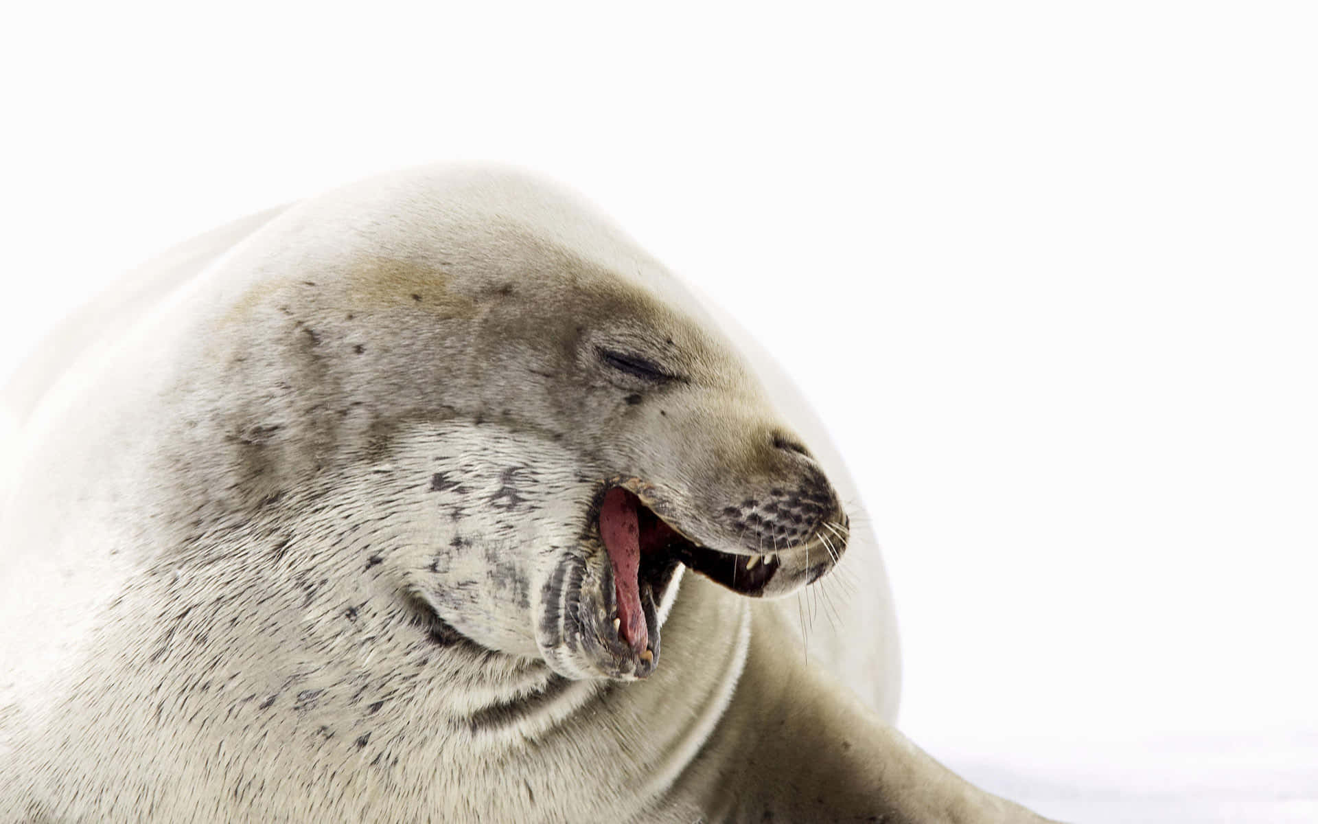 Crabeater Seal Yawning Wallpaper