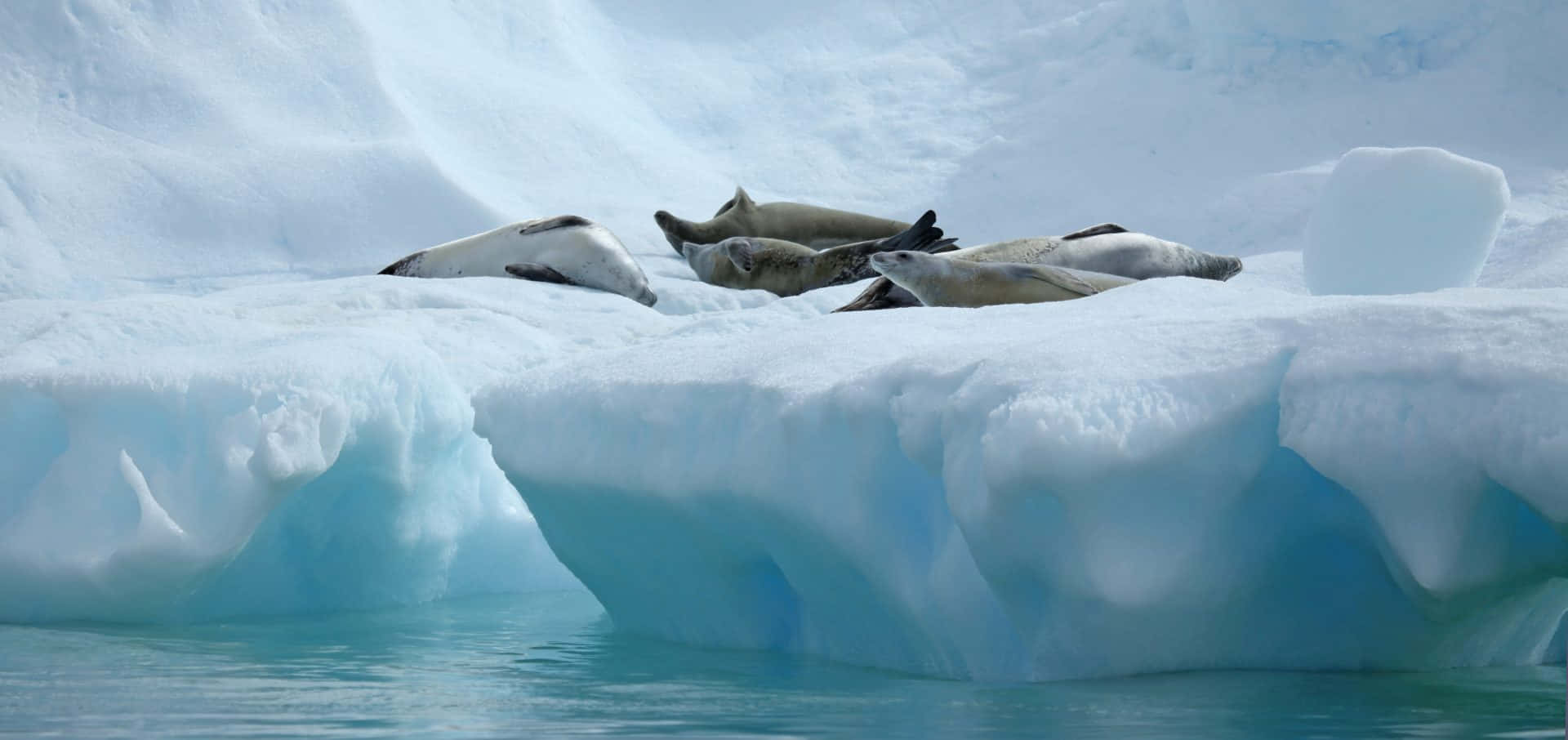 Crabeater Seals Restingon Iceberg Wallpaper