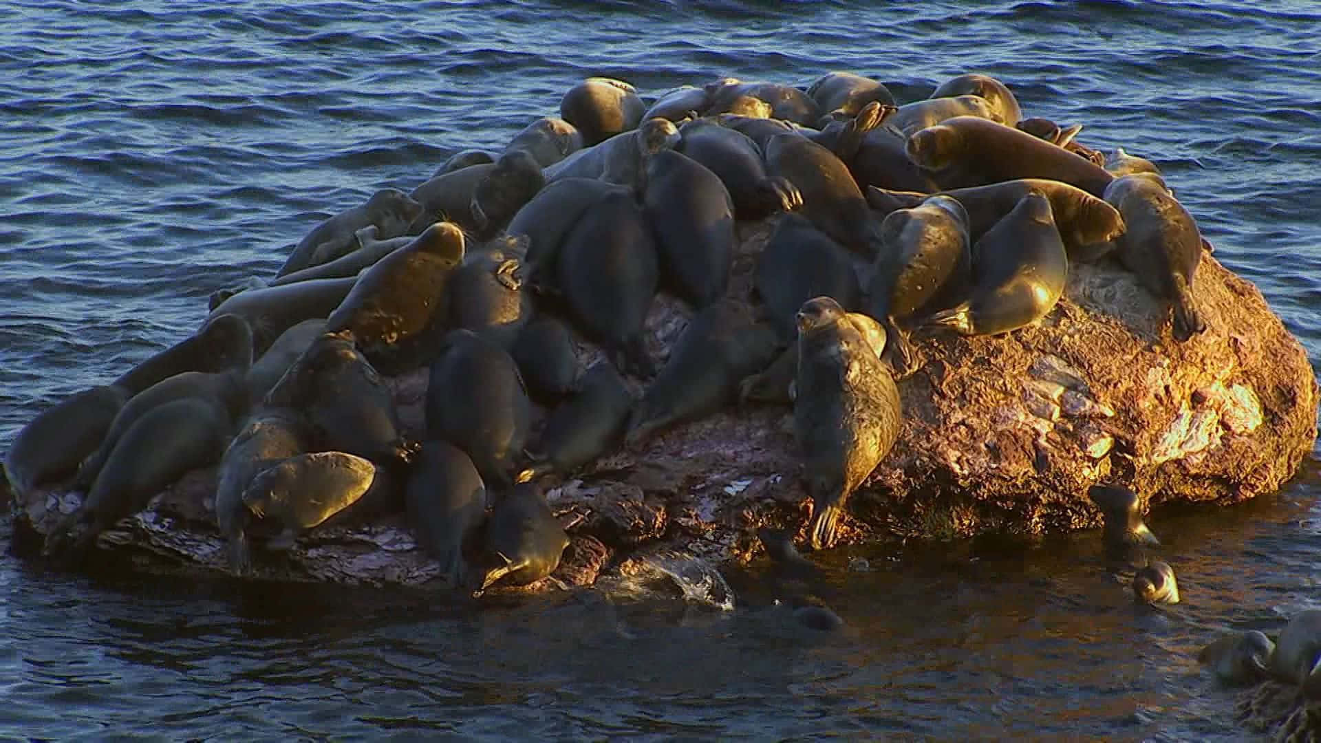 Crabeater Seals Sunbathingon Rock Wallpaper