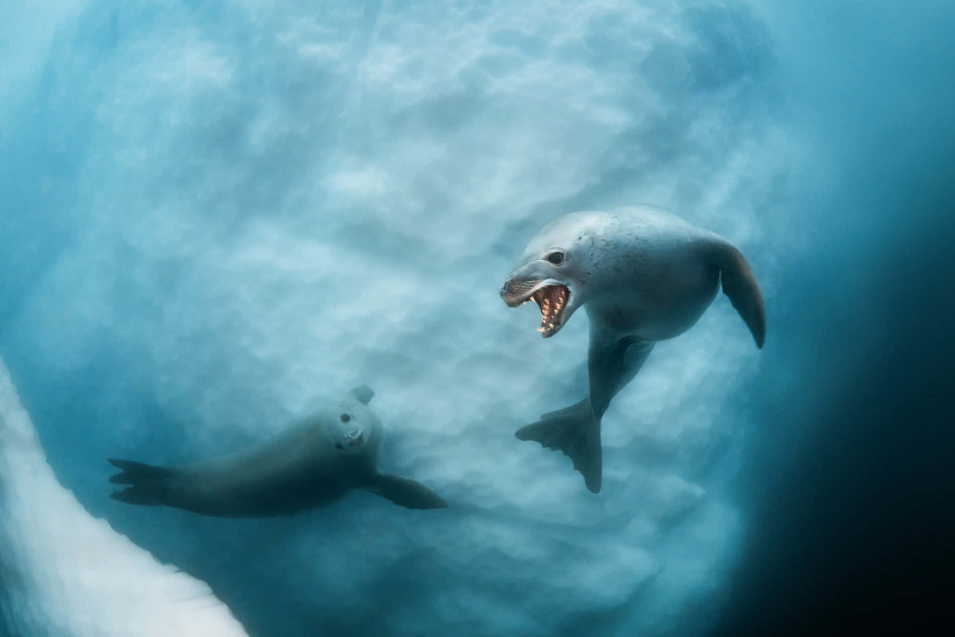 Crabeater Seals Underwater Dance Wallpaper