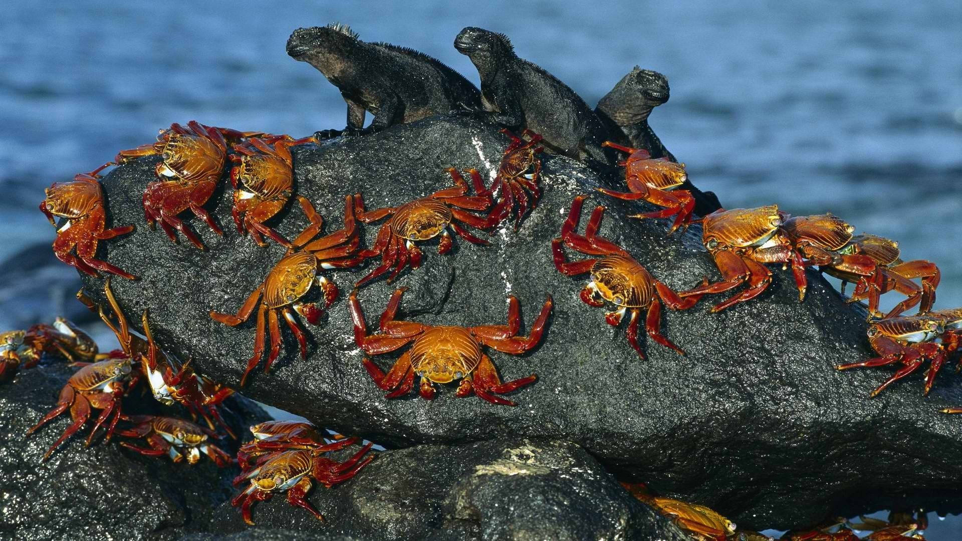 Krabber og leguaner klatrer langs den sandede kyst. Wallpaper