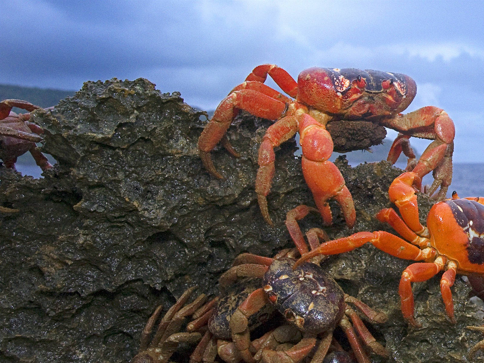 Crabs Climbing A Rock Wallpaper