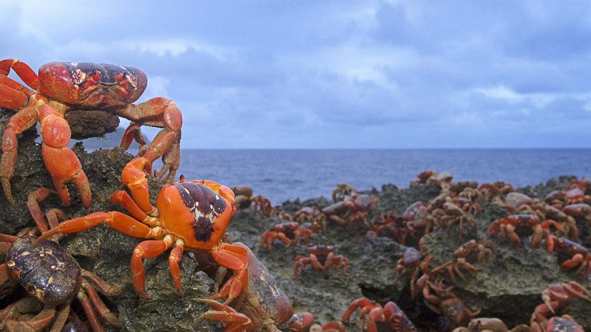 Crabs In Island Wallpaper