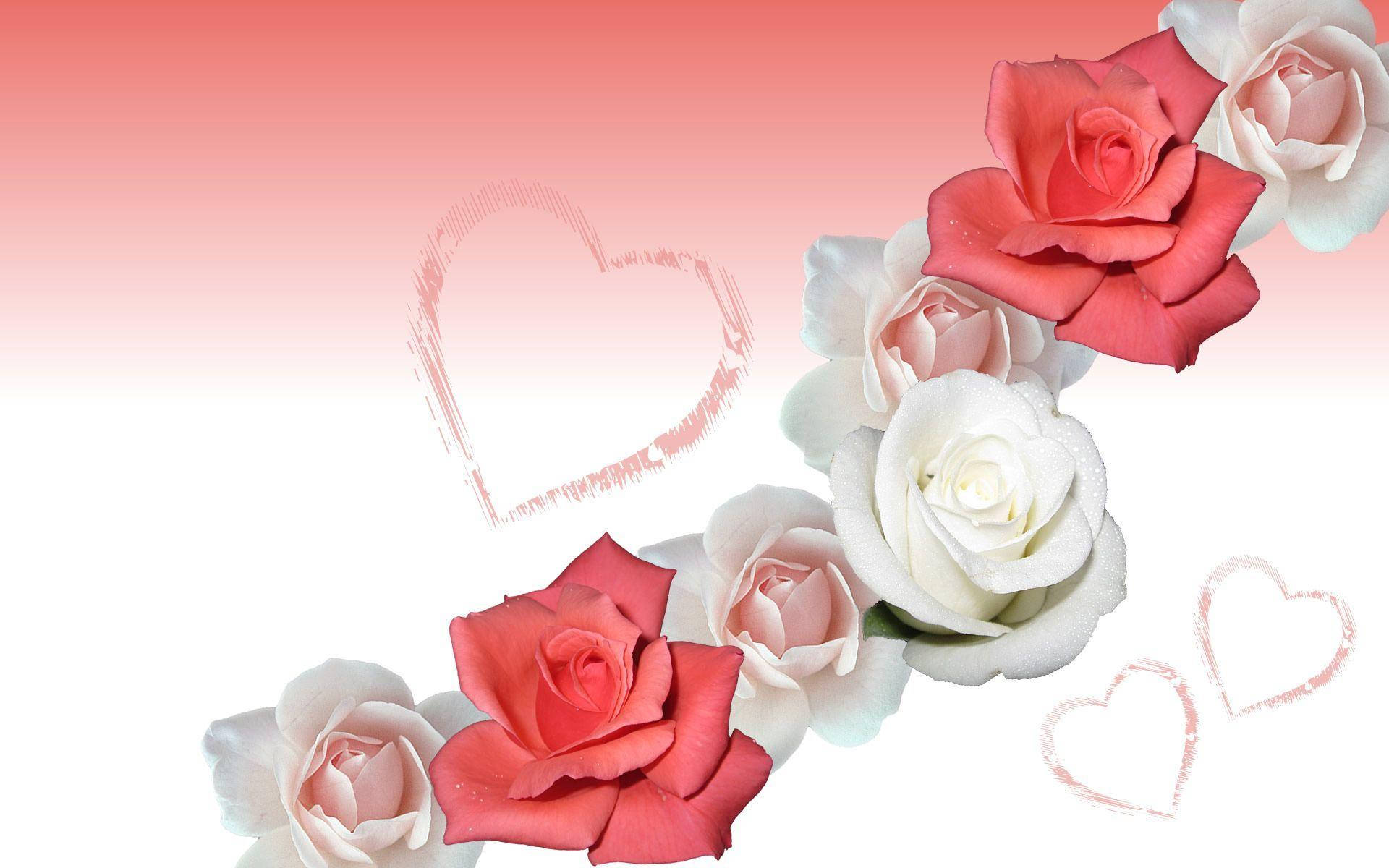 Skab Rose Blomster med dramatiske farver. Wallpaper