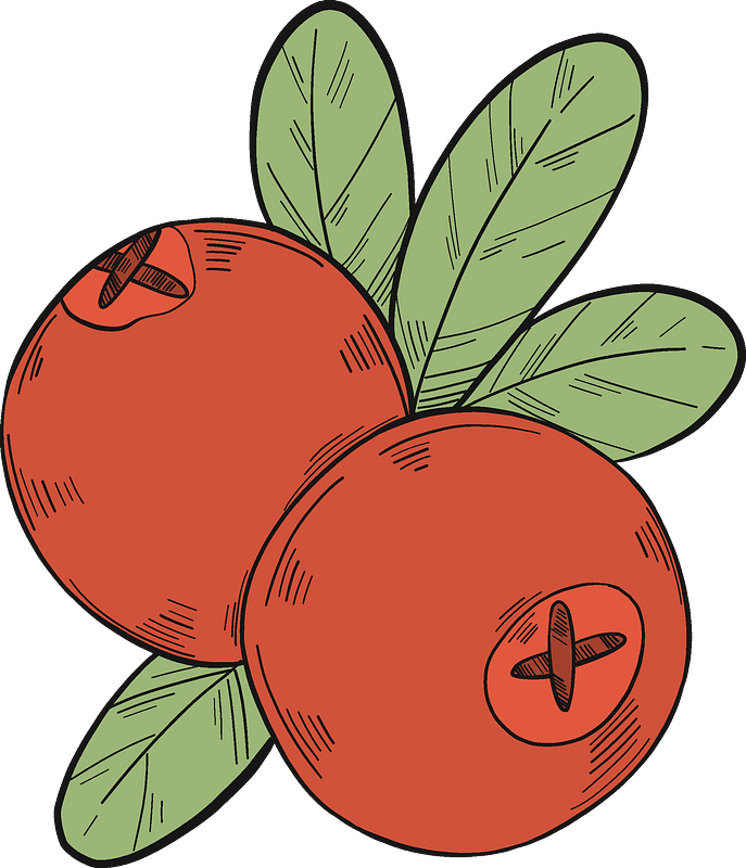 Cranberries Illustration Art PNG