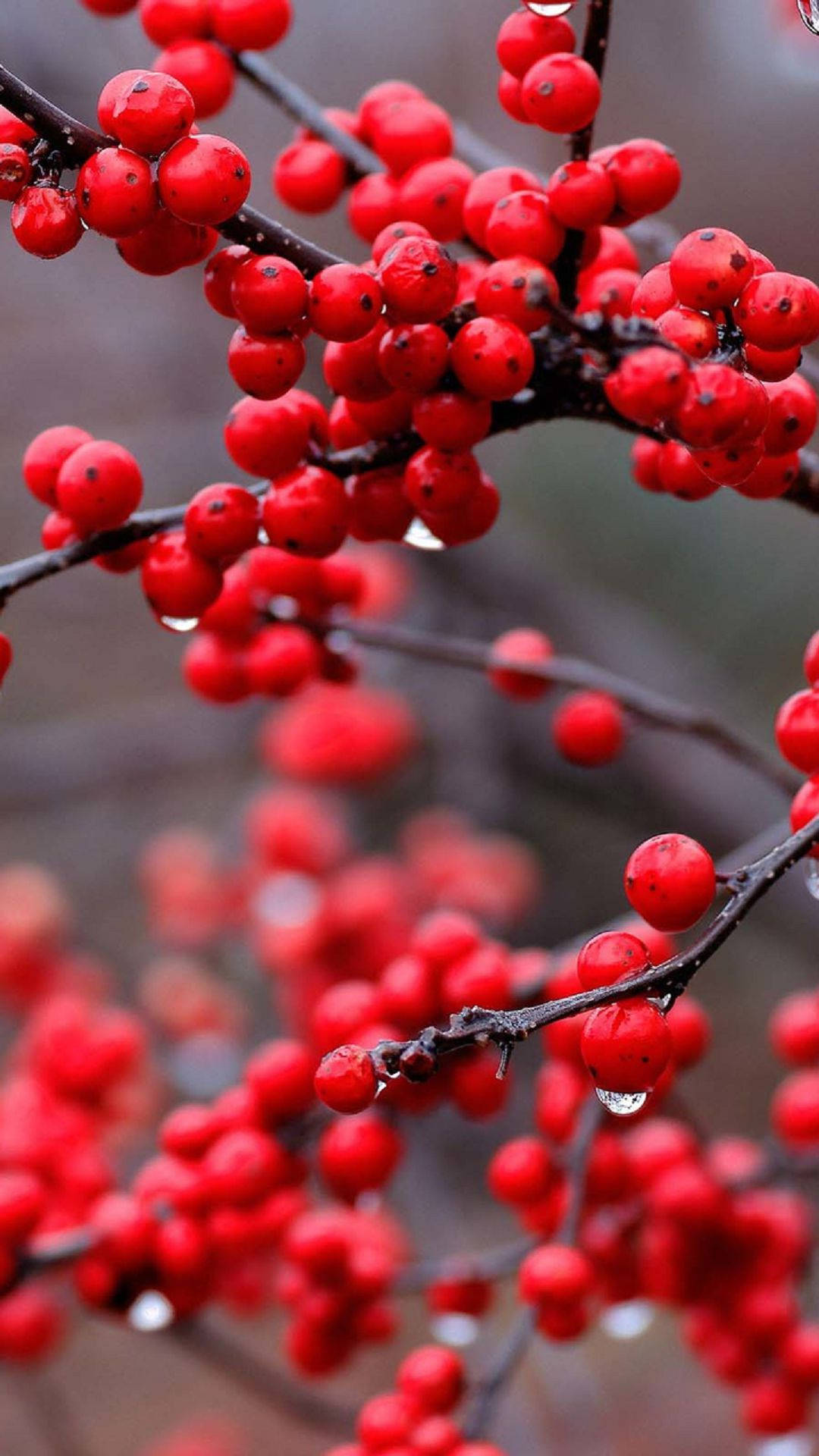 Cranberry Growing In Shrub Wallpaper