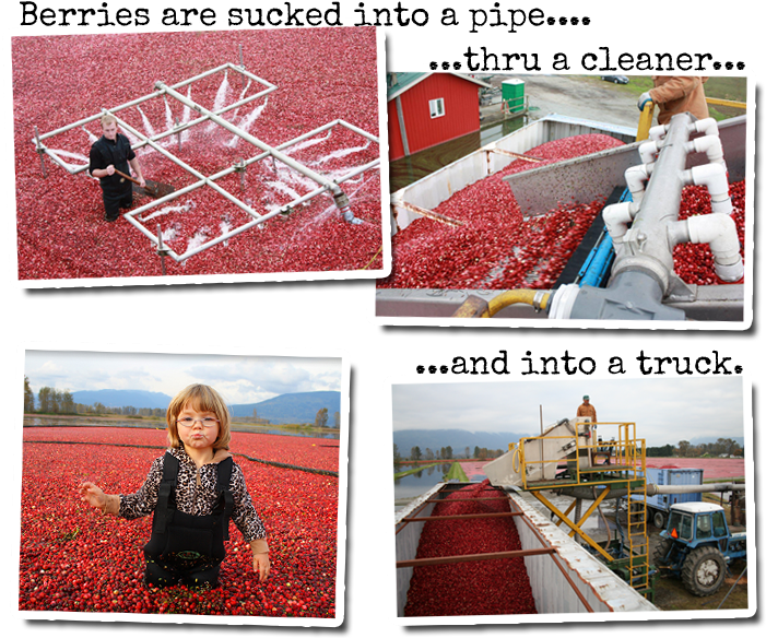 Cranberry Harvest Process PNG