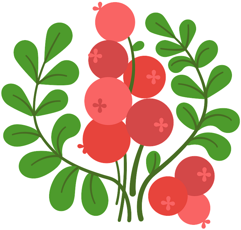 Cranberry Illustration Vector PNG