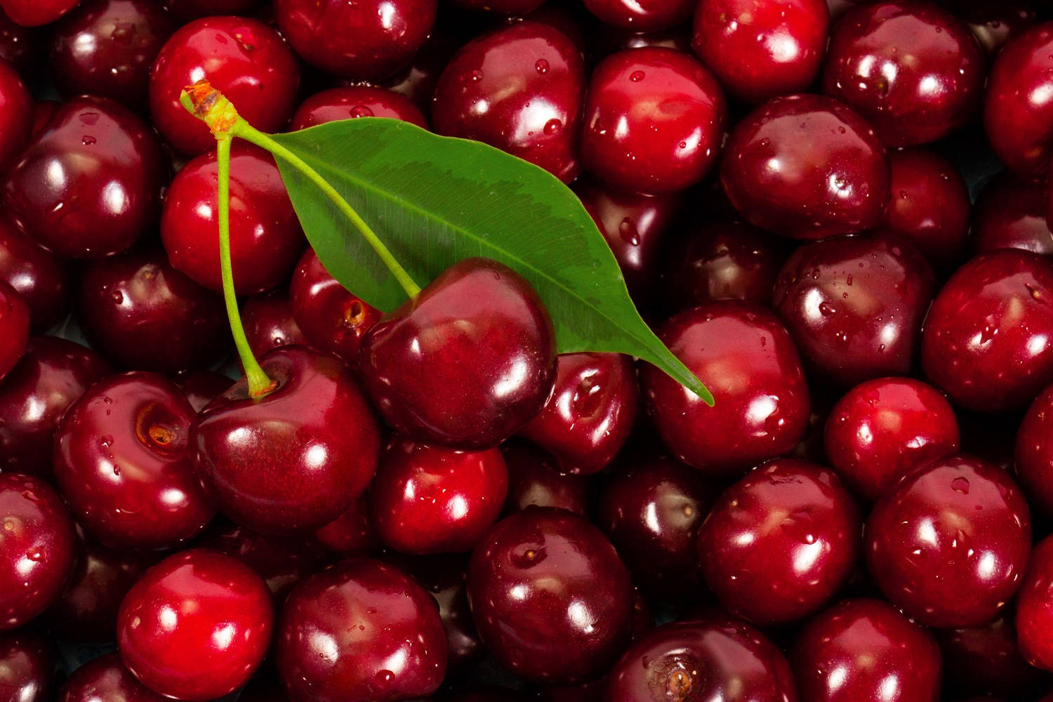 Cranberry Native North American Fruit Wallpaper