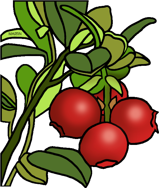 Cranberry Plant Illustration.png PNG