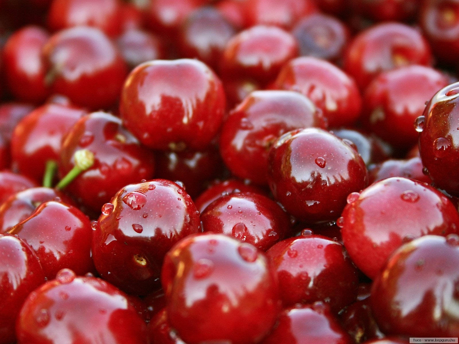 Cranberry Small Red Fruits Wallpaper