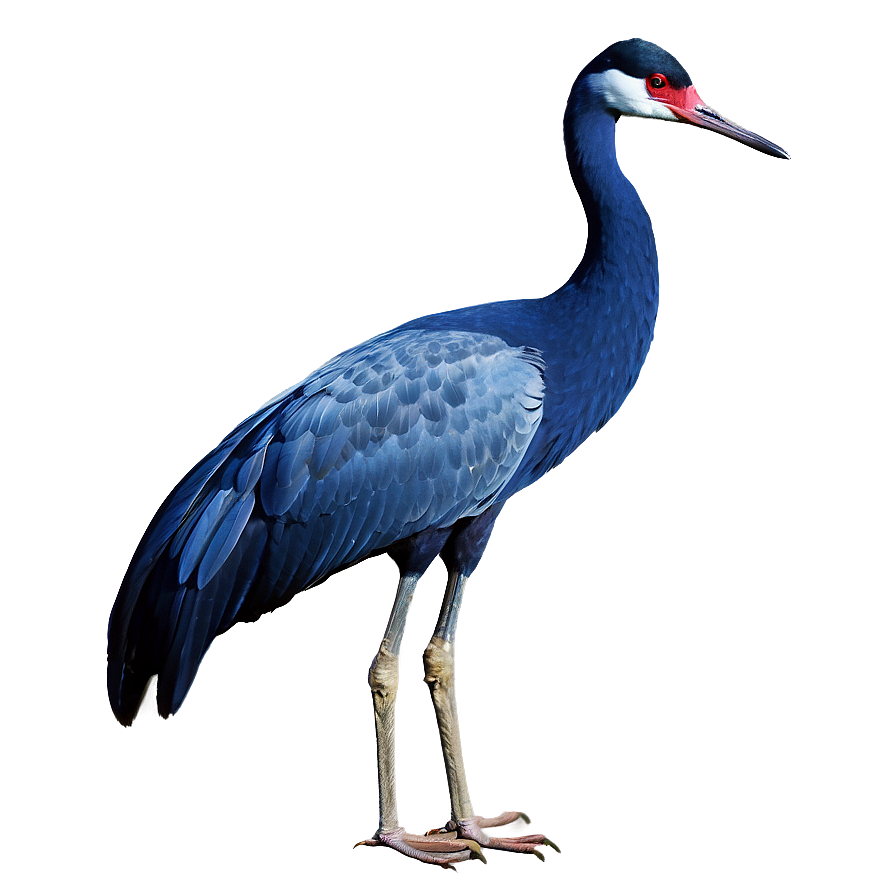 Crane A PNG