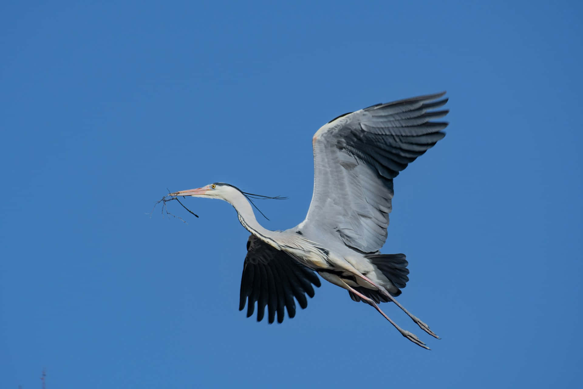 Kraanvogel In Vlucht Met Takken.jpg Achtergrond